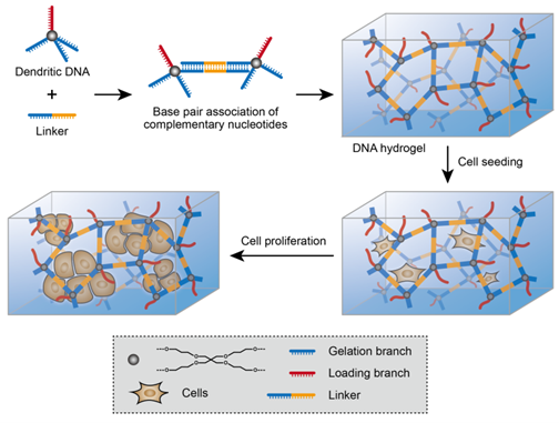 示意图1：树枝状DNA自组装形成水凝胶用于3D细胞培养的过程。图中颜色相同的部分表示DNA链能够互补。